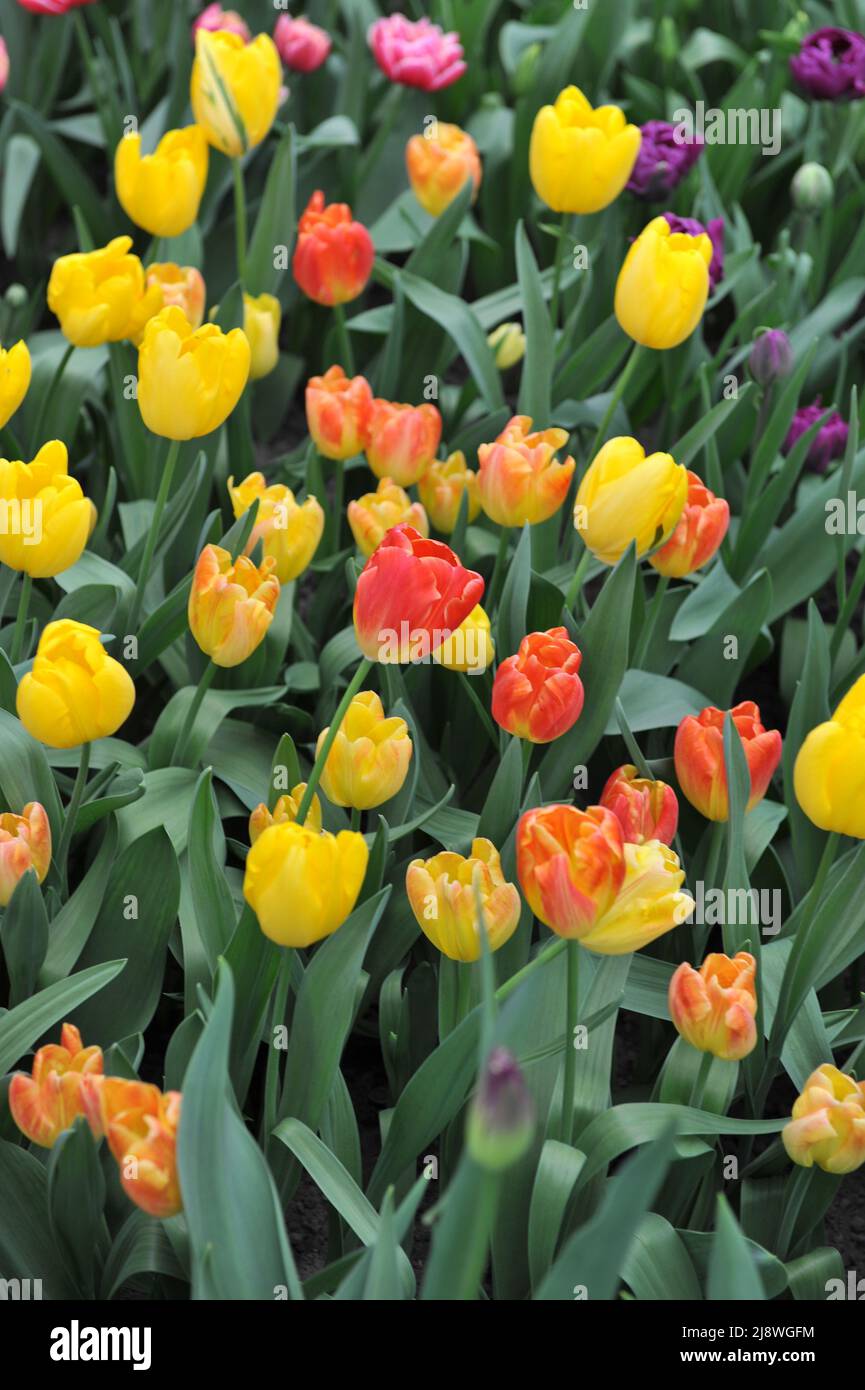 Tulipes rouge et jaune (Tulipa) Montevideo fleurissent dans un jardin en avril Banque D'Images