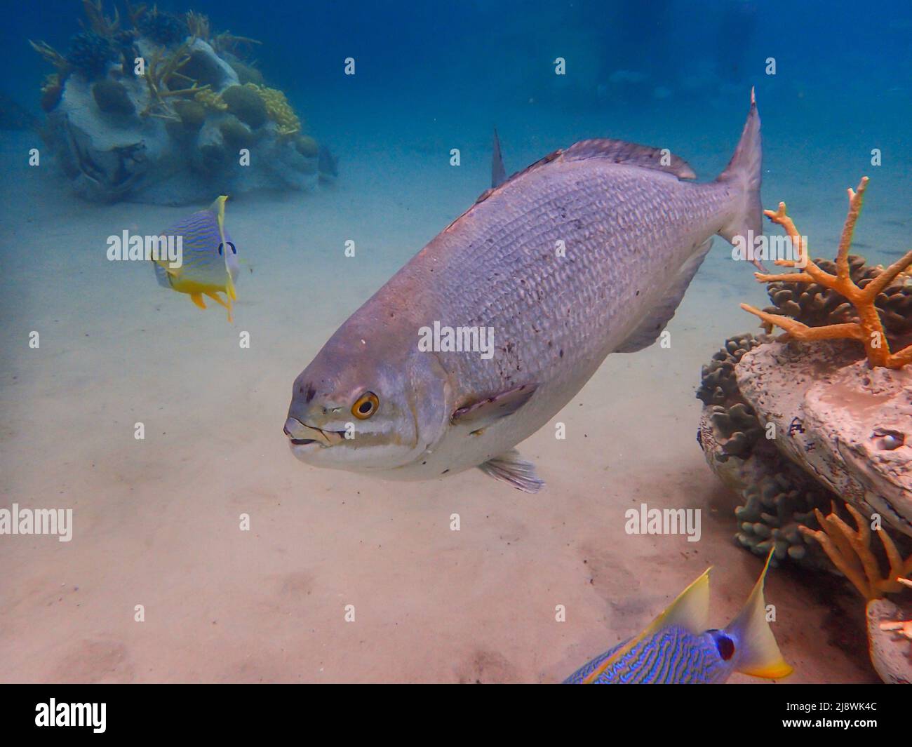 Une photo sous-marine d'un poisson Chub des Bermudes nageant au milieu de la roche et du récif de corail. Banque D'Images