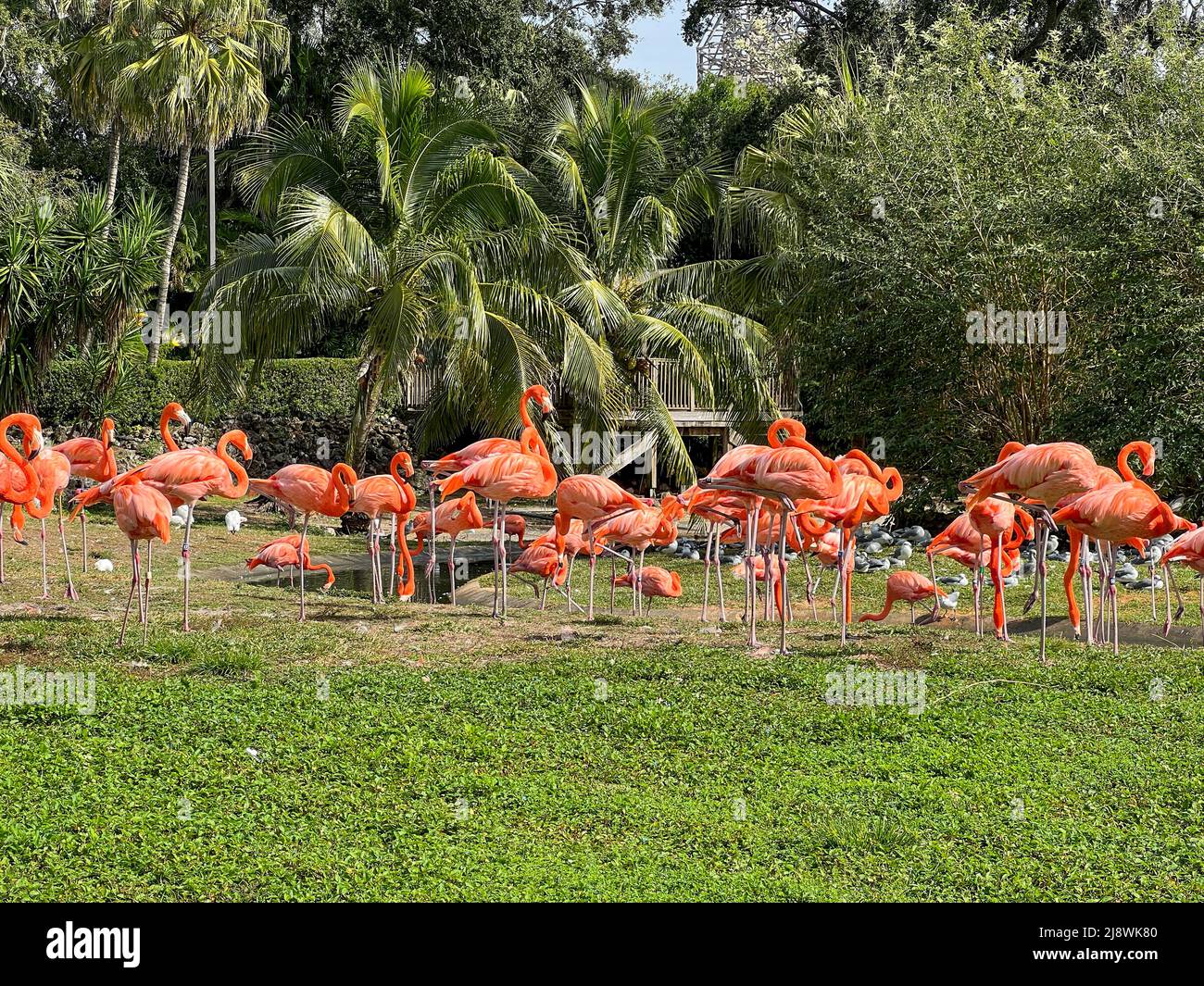 Les flamants rose et orange la sieste et balade autour dans un stylo à un zoo. Banque D'Images
