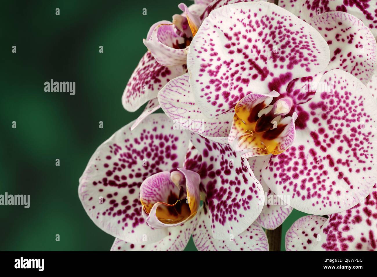 Orchidée blanche à pois violets sur fond vert flou en gros plan. Espace libre pour le texte de la photo Banque D'Images