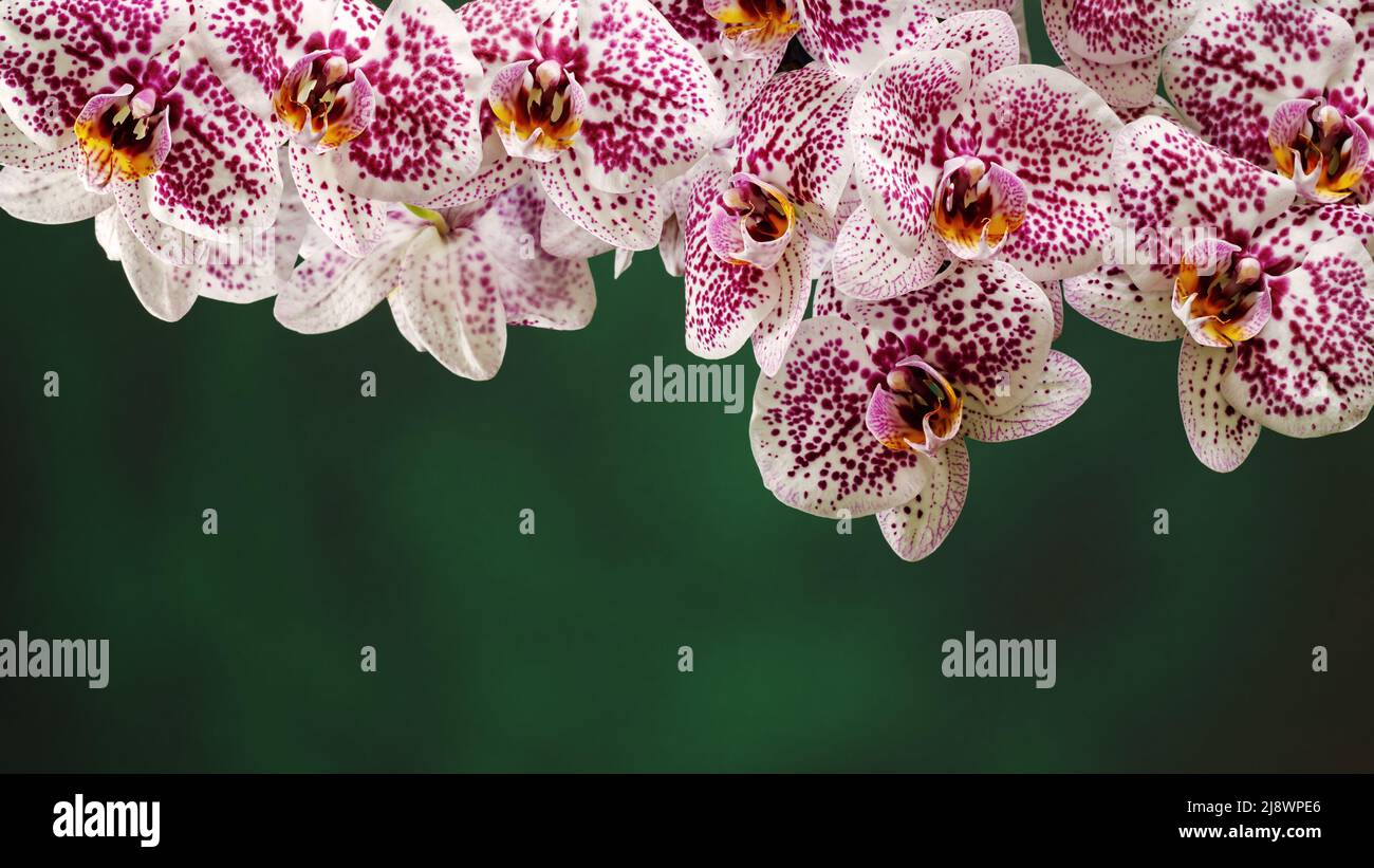 Bannière de site Web de pétales de fleurs d'orchidée blanc à pois roses. Beaucoup de pétales en haut de la photo, il y a de l'espace libre pour une note sur un fond vert être Banque D'Images