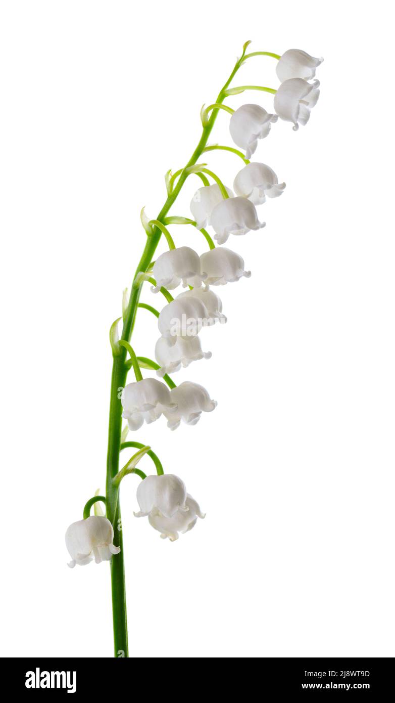 Lily de la vallée isolée sur fond blanc. Convallaria fleurs Banque D'Images