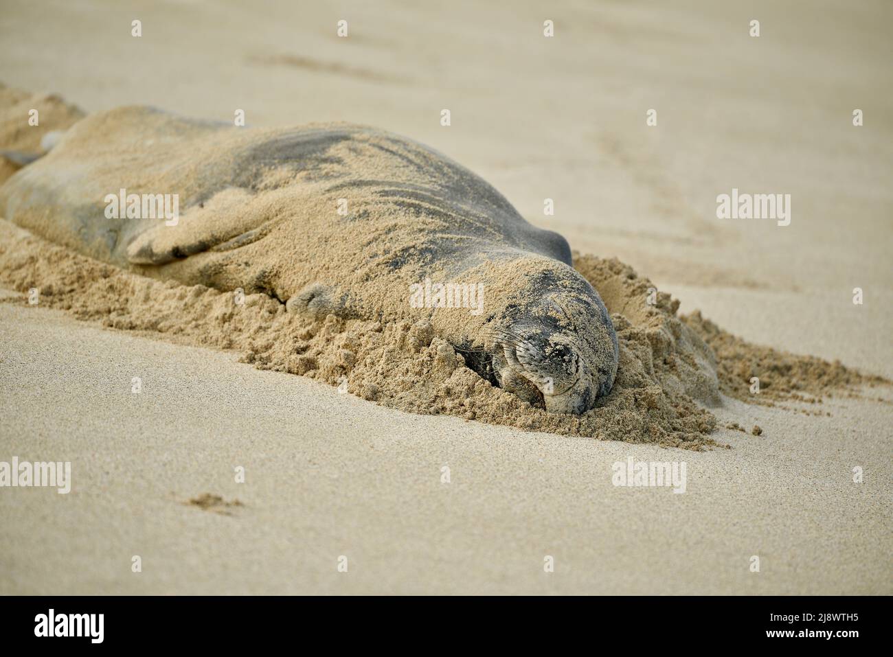 Le phoque moine hawaïen (Neomonachus schauinslandi), en voie de disparition et protégé, repose sur une plage de sable à North Shore, Oahu, Haleiwa, Hawaii, États-Unis Banque D'Images
