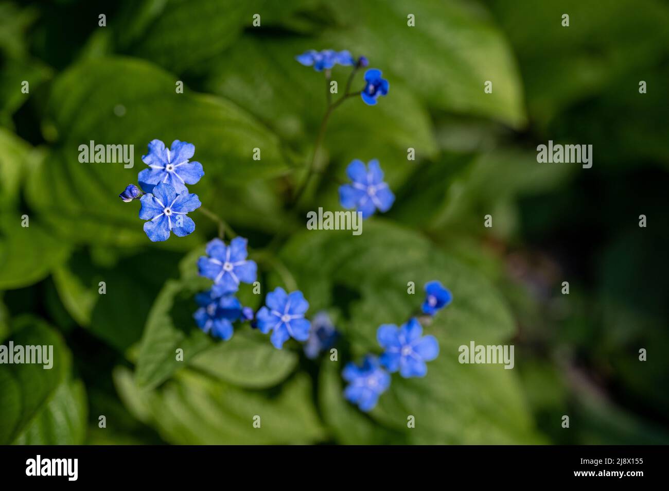 Omphalodes Verna fleurit à Abacarna, le parc de la ville le long de la rivière Motala à Norrkoping, en Suède Banque D'Images