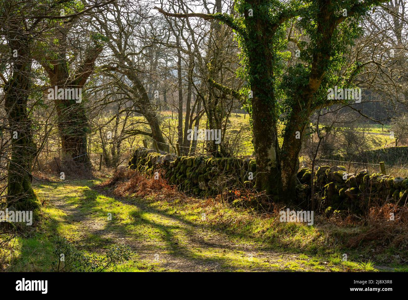 Sentiers autour des bois de la ville de Dalbeattie dans la lumière de l'après-midi. Dalbeattie, Dumfries et Galloway, Écosse. Banque D'Images