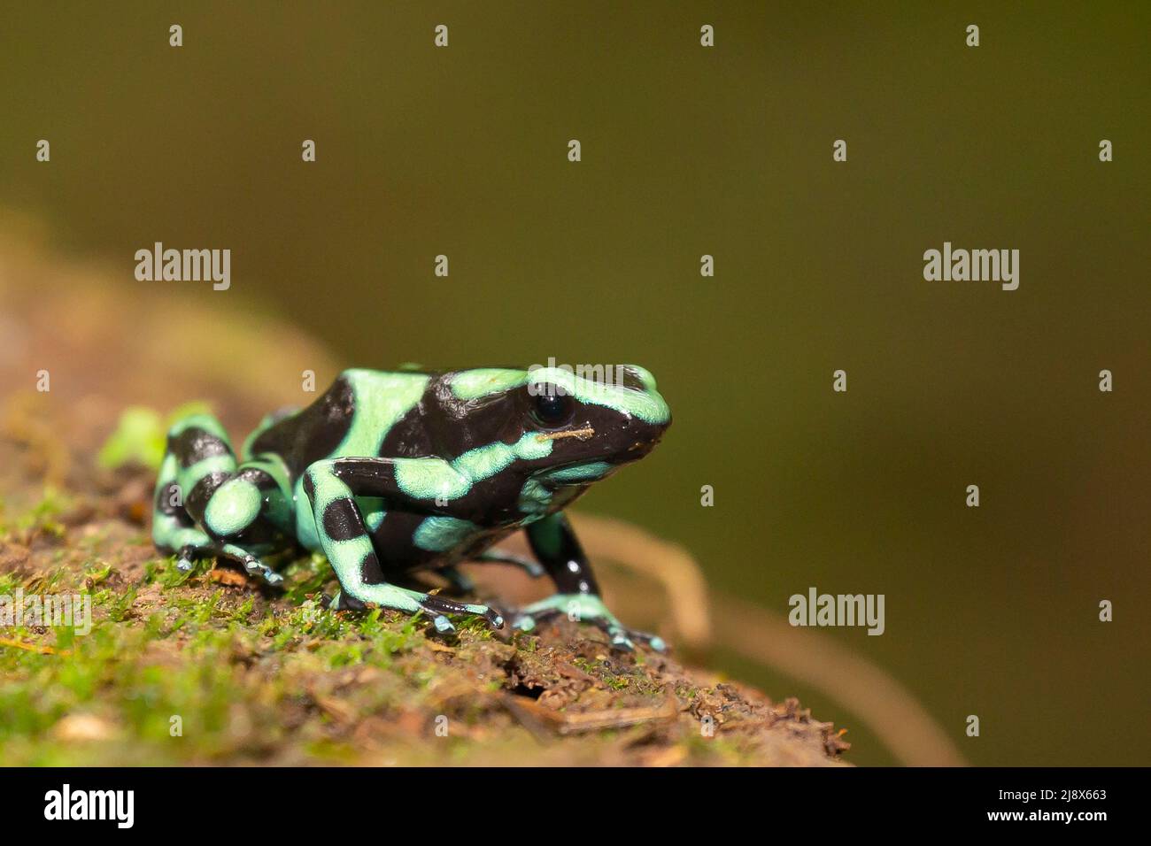 Grenouille de poison verte et noire (Dendrobates auratus) ou grenouille flèche verte et noire Banque D'Images