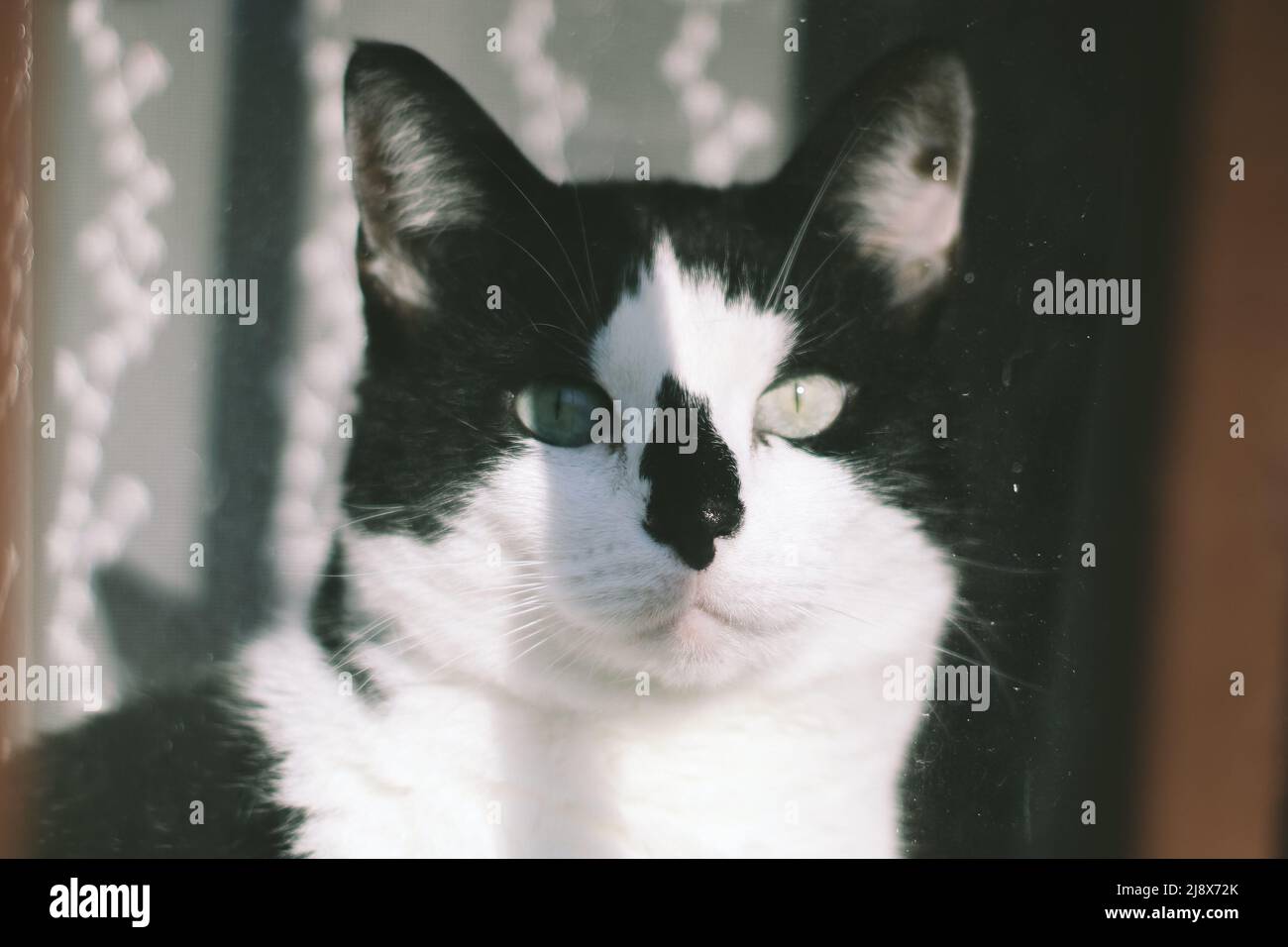 Un portrait d'un chat noir et blanc Banque D'Images