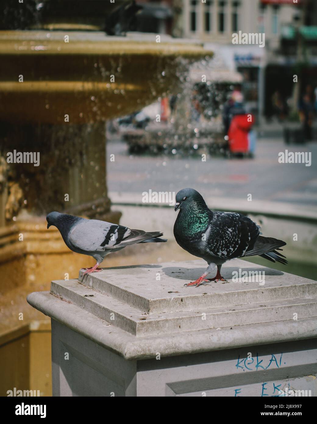 Deux pigeons mâles et femelles posant Banque D'Images