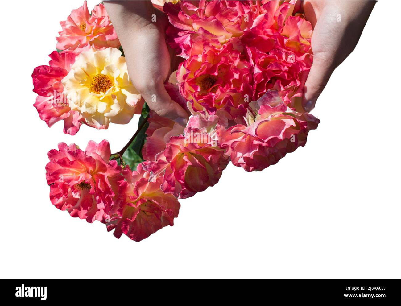 Rose Rose fleurs en main pour les vacances, bokeh, macro, fond floral. Espace romantique pour le texte Banque D'Images