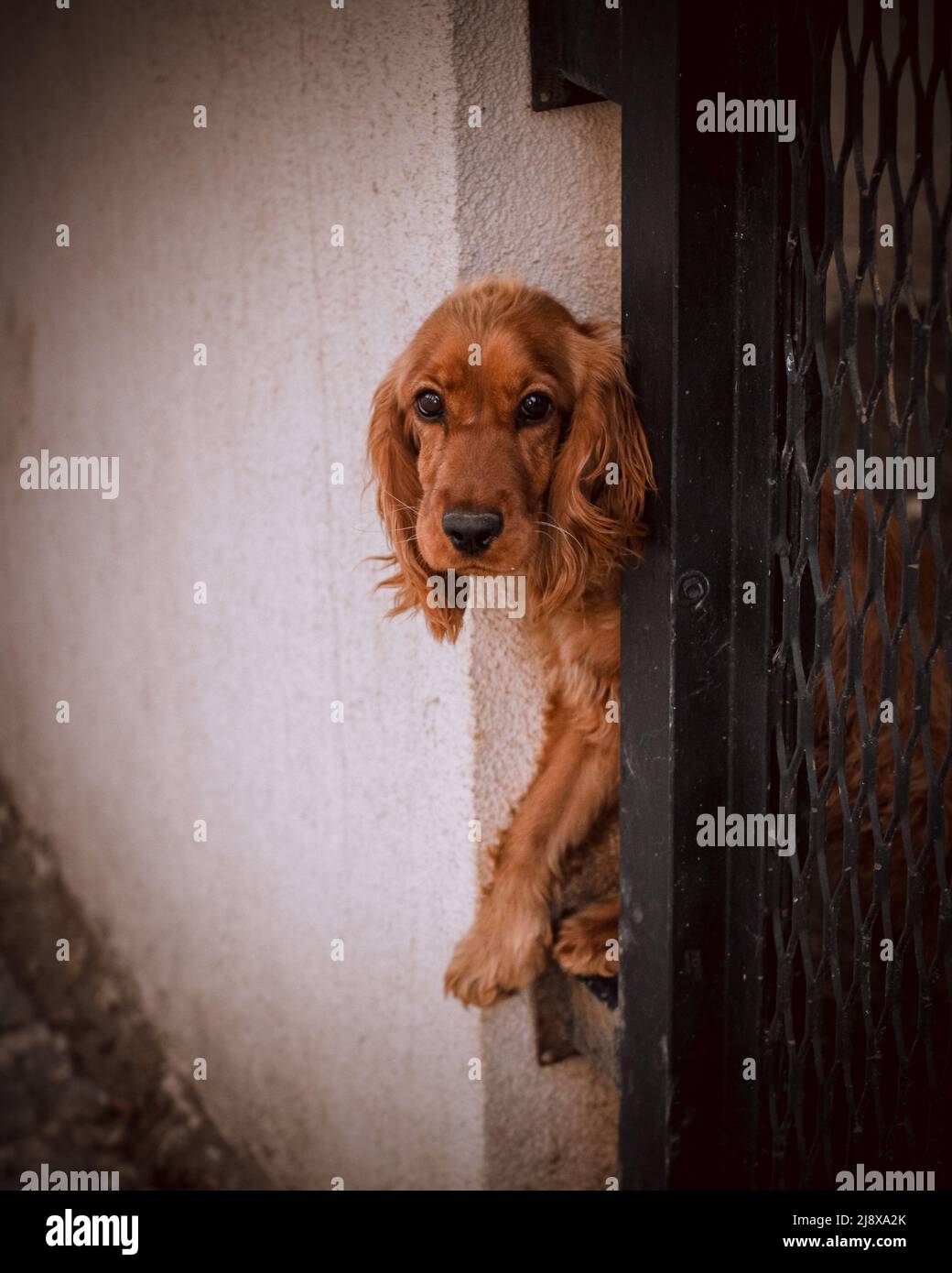 Un chiot qui tente de s'échapper du jardin Banque D'Images