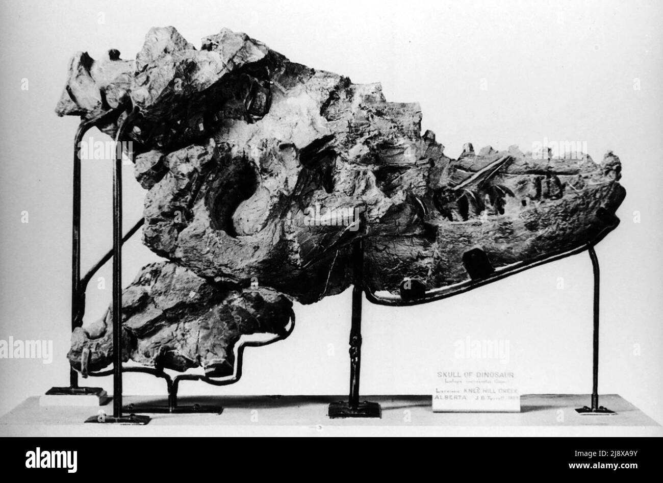 Première découverte du crâne d'Albertosaurus, CMN 5600 vers le début du 20th siècle Banque D'Images