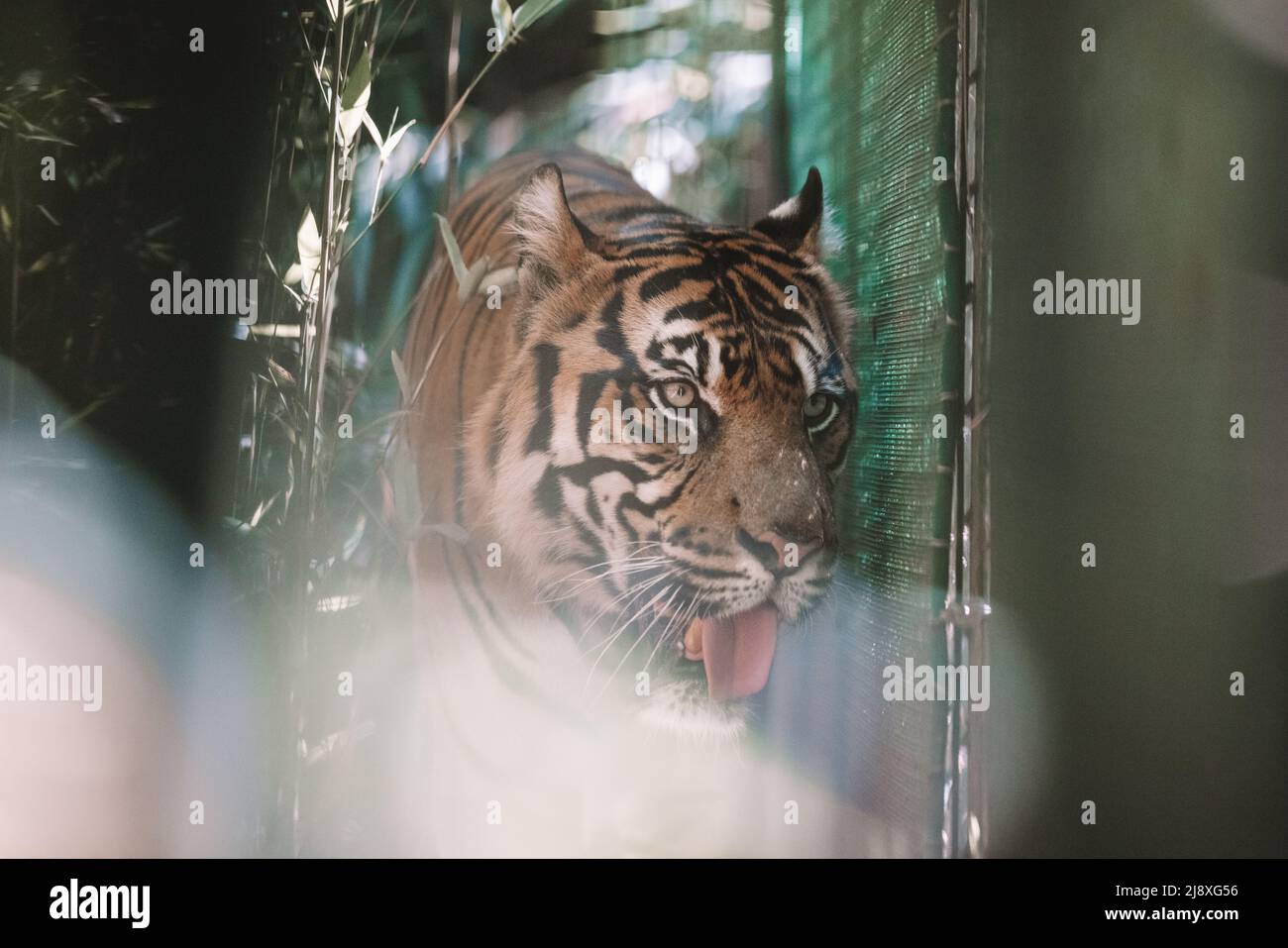 Le tigre de Sumatra dans la forêt Banque D'Images