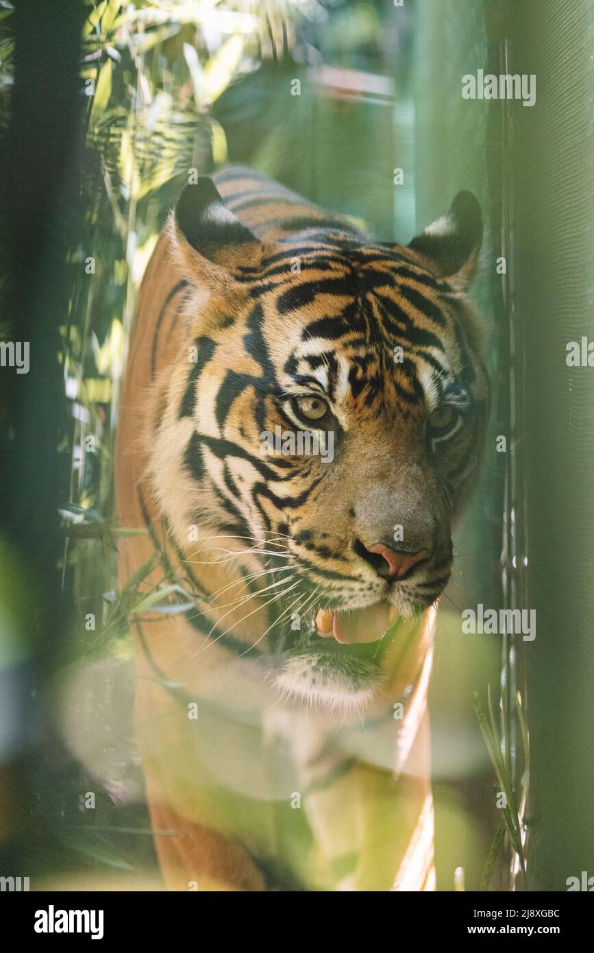 Le tigre de Sumatra dans la forêt Banque D'Images