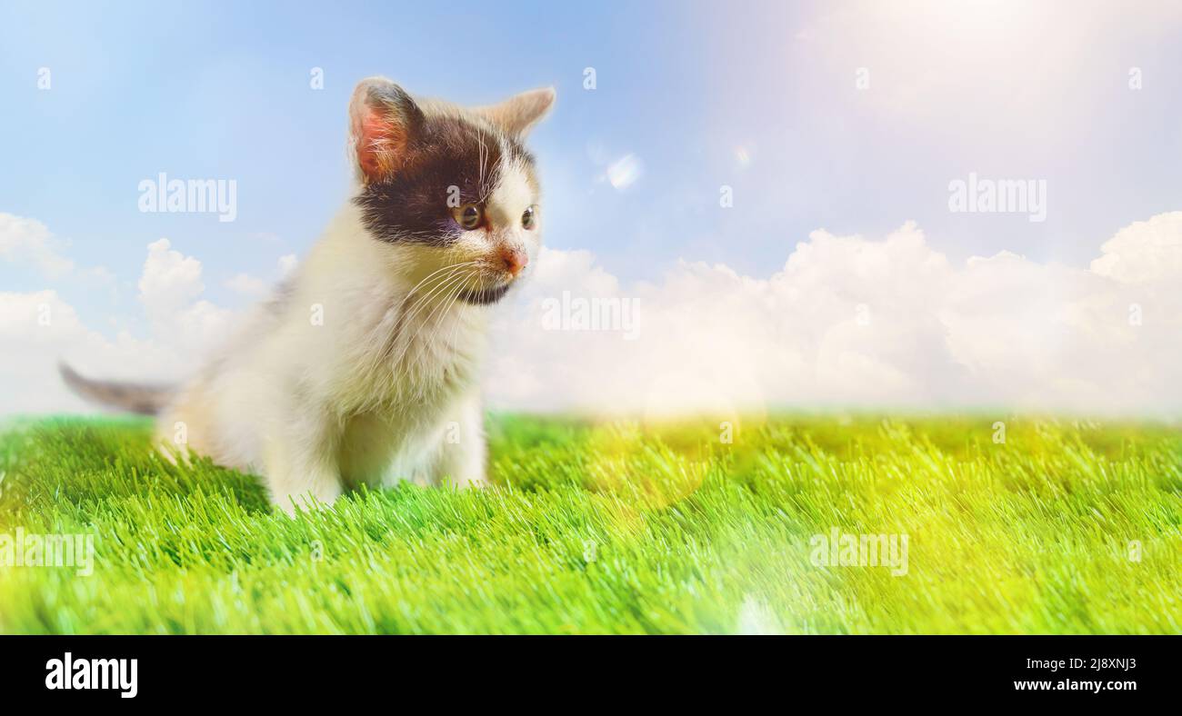 Le jeune chat coloré joue dans un champ vert Banque D'Images
