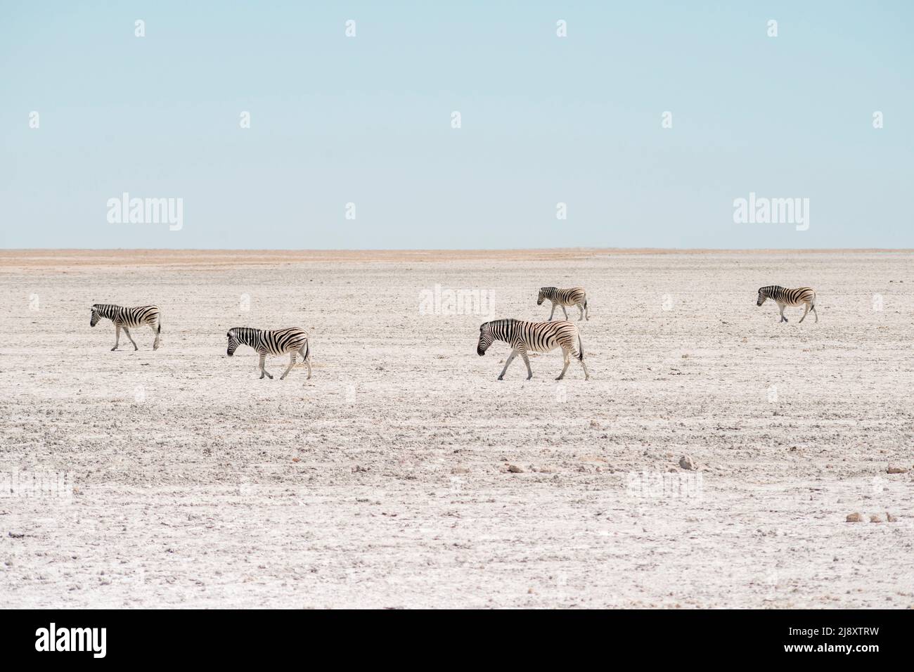 Cinq zèbres marchant par le fond sec de la célèbre Etosha Pan en Namibie Banque D'Images