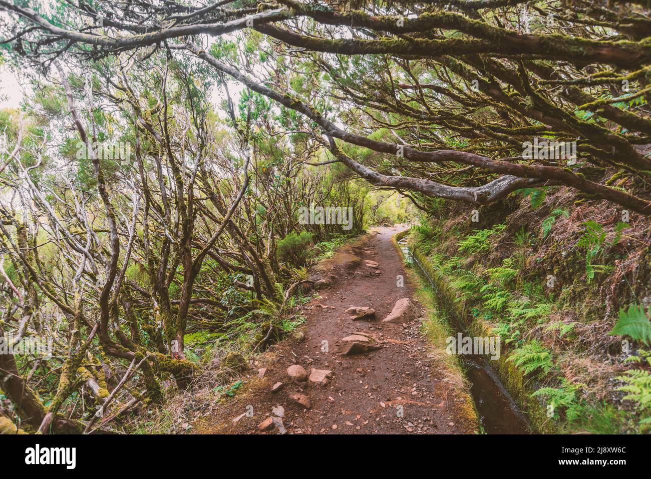 Sentier de montagne en forêt relique le long de la voie navigable de levada sur l'île de Madère, Portugal Banque D'Images