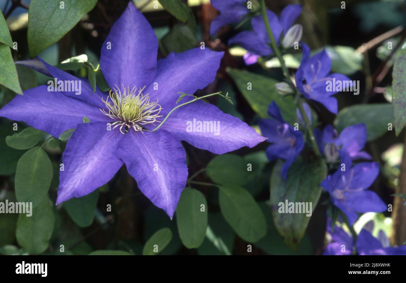 GROS PLAN DE FLEUR DE CLÉMATIS VIOLETTE. Banque D'Images