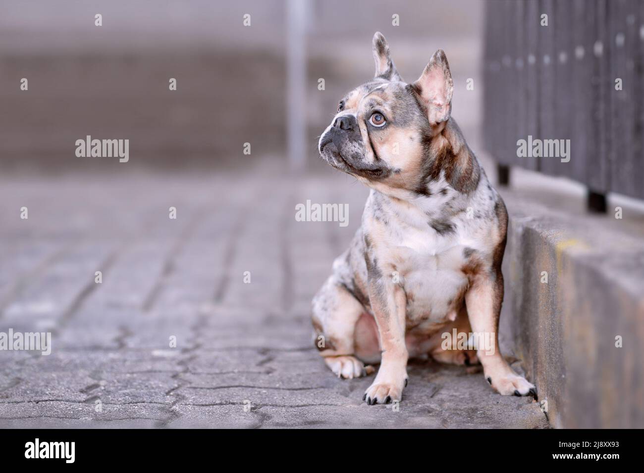 Chien Bulldog français bleu merle Photo Stock - Alamy