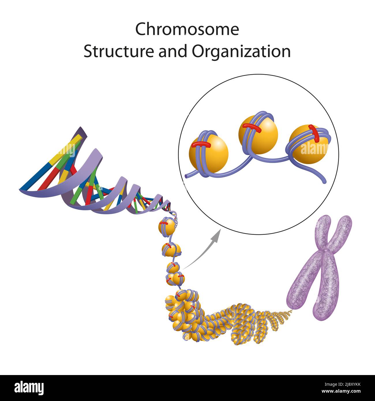 Structure et organisation chromosomiques Banque D'Images