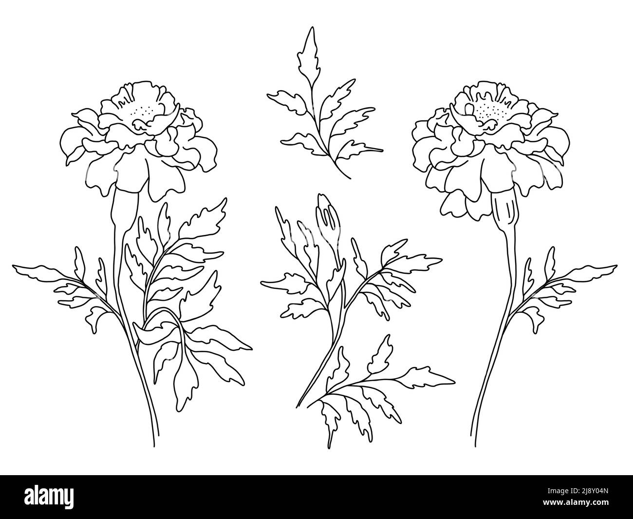 Ensemble de fleurs marigolds, branche avec des marigolds fleuris avec des feuilles, des bourgeons et des feuilles. Illustration vectorielle. Dessin linéaire à la main, esquisse d'une plante saisonnière Illustration de Vecteur