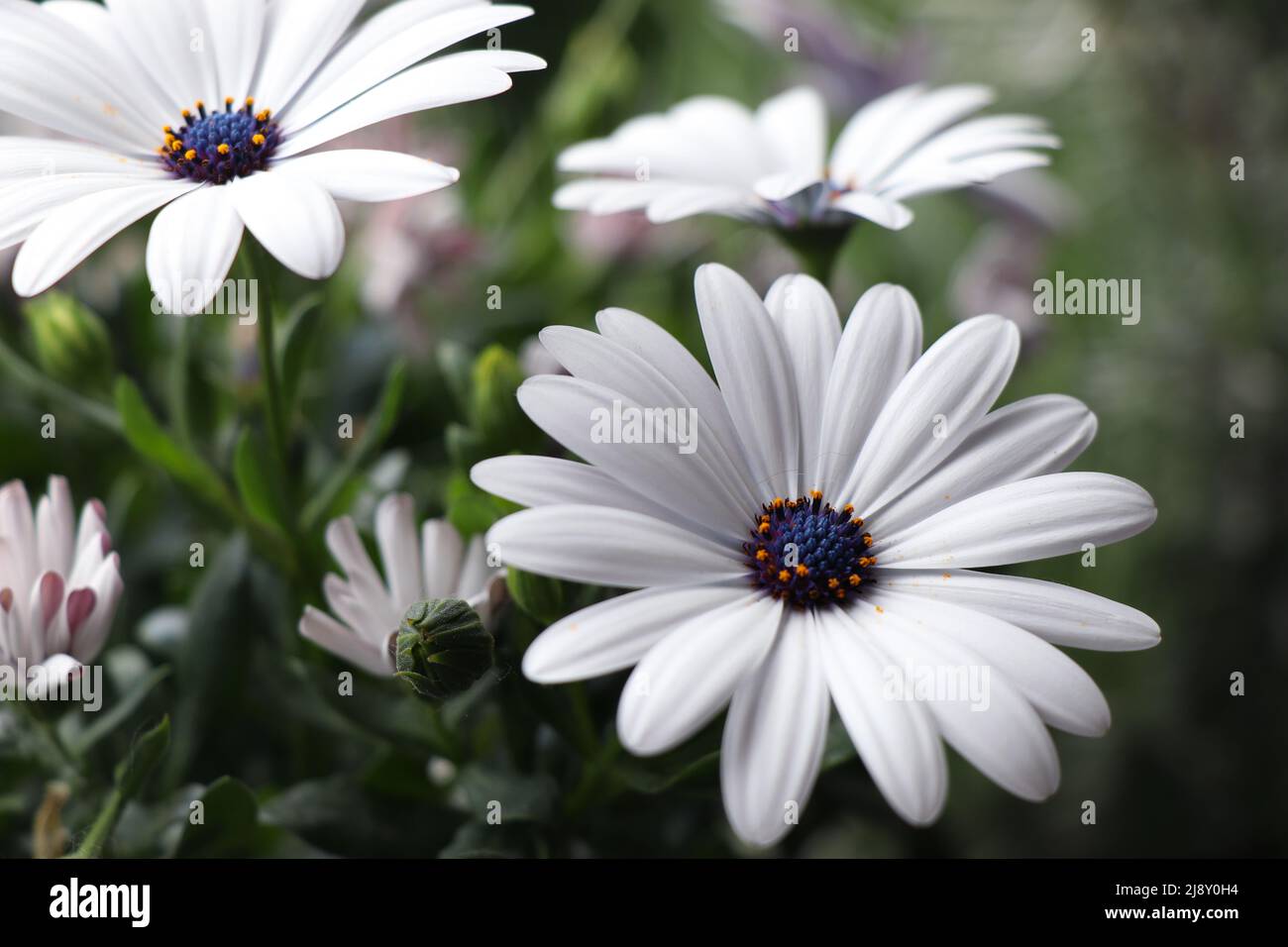 Fleurs de jardin blanc Dimorphotheca ecklonis. Le Cap marguerite ou la Marguerite de Van Staden en pleine floraison Banque D'Images