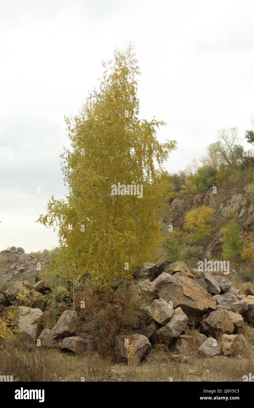Bouleau solitaire sur les rochers Banque D'Images