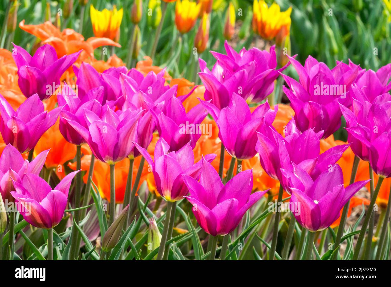Tulipes 'Purple Dream', Lily Group, tulipes violet Violet couleurs, magnifiques tulipes dans les parterres de fleurs du jardin Banque D'Images