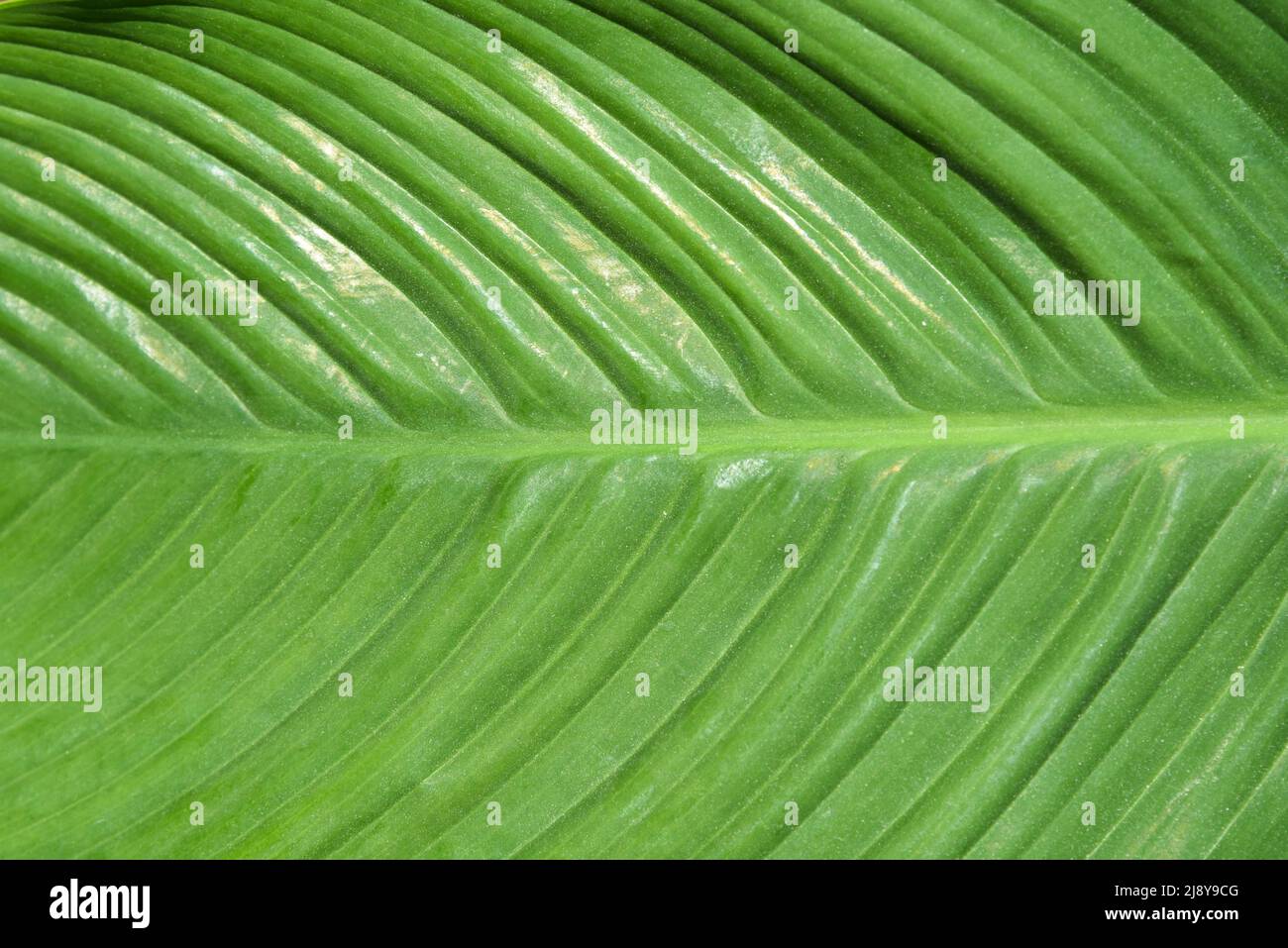 Den Helder, pays-Bas, mai 2022. Les veines d'une feuille de palmier verte. Photo de haute qualité Banque D'Images