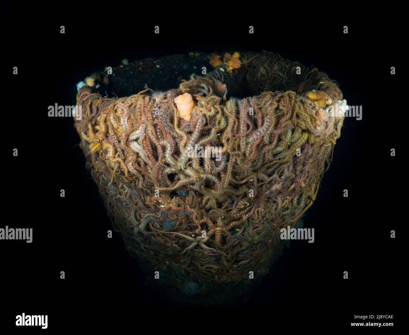 Brittlestars (Orthiothrix fragilis) - récupérer une partie de l'épave AKKA dans l'estuaire de la Clyde. Écosse. Banque D'Images