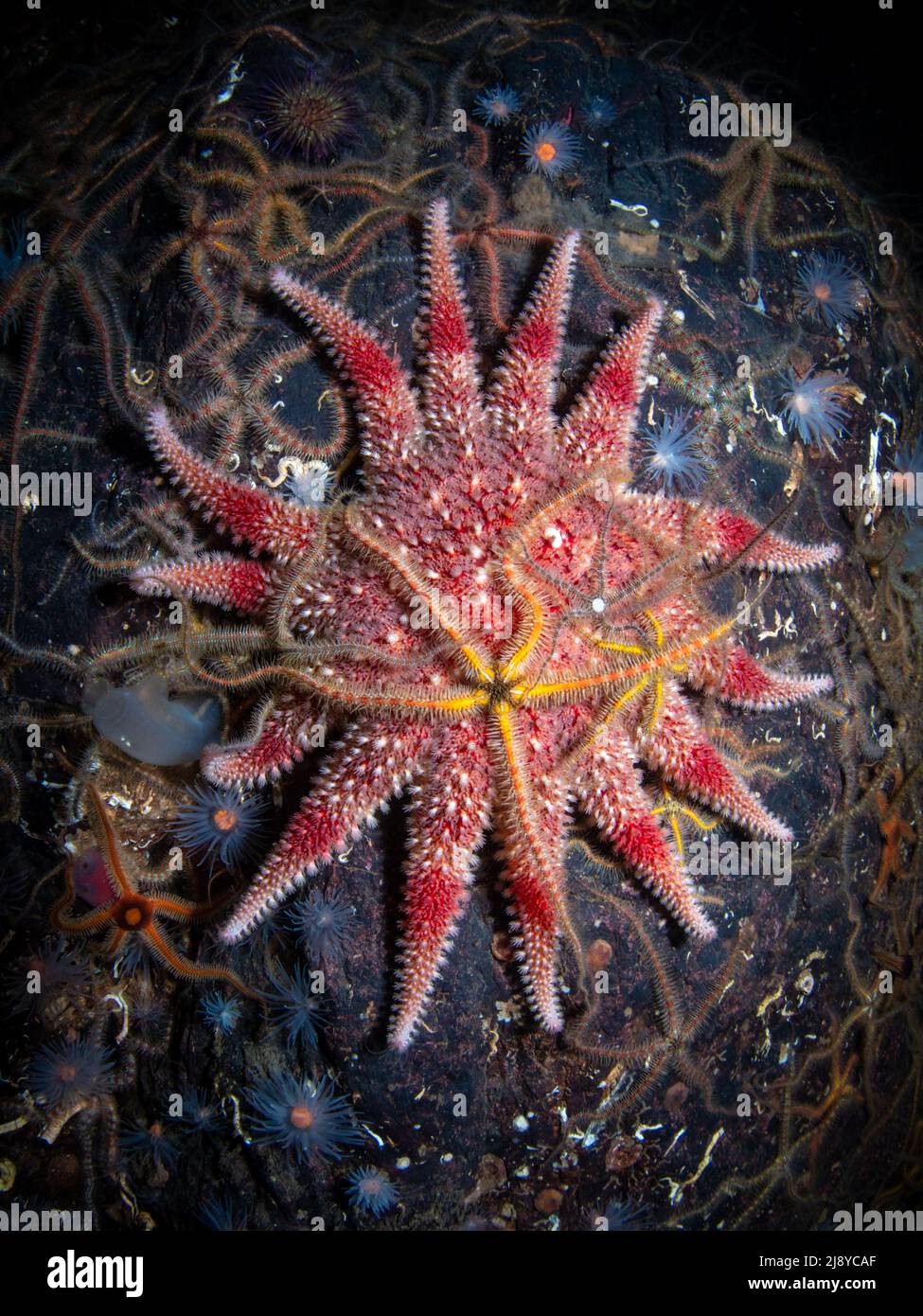 Un énorme Sunstar commun (Crossaster paposus) entouré de Brittlestars (Ophiothrix fragilis) et de Sea Loch anemones (Protanthea simplex). Loch Leven, S. Banque D'Images