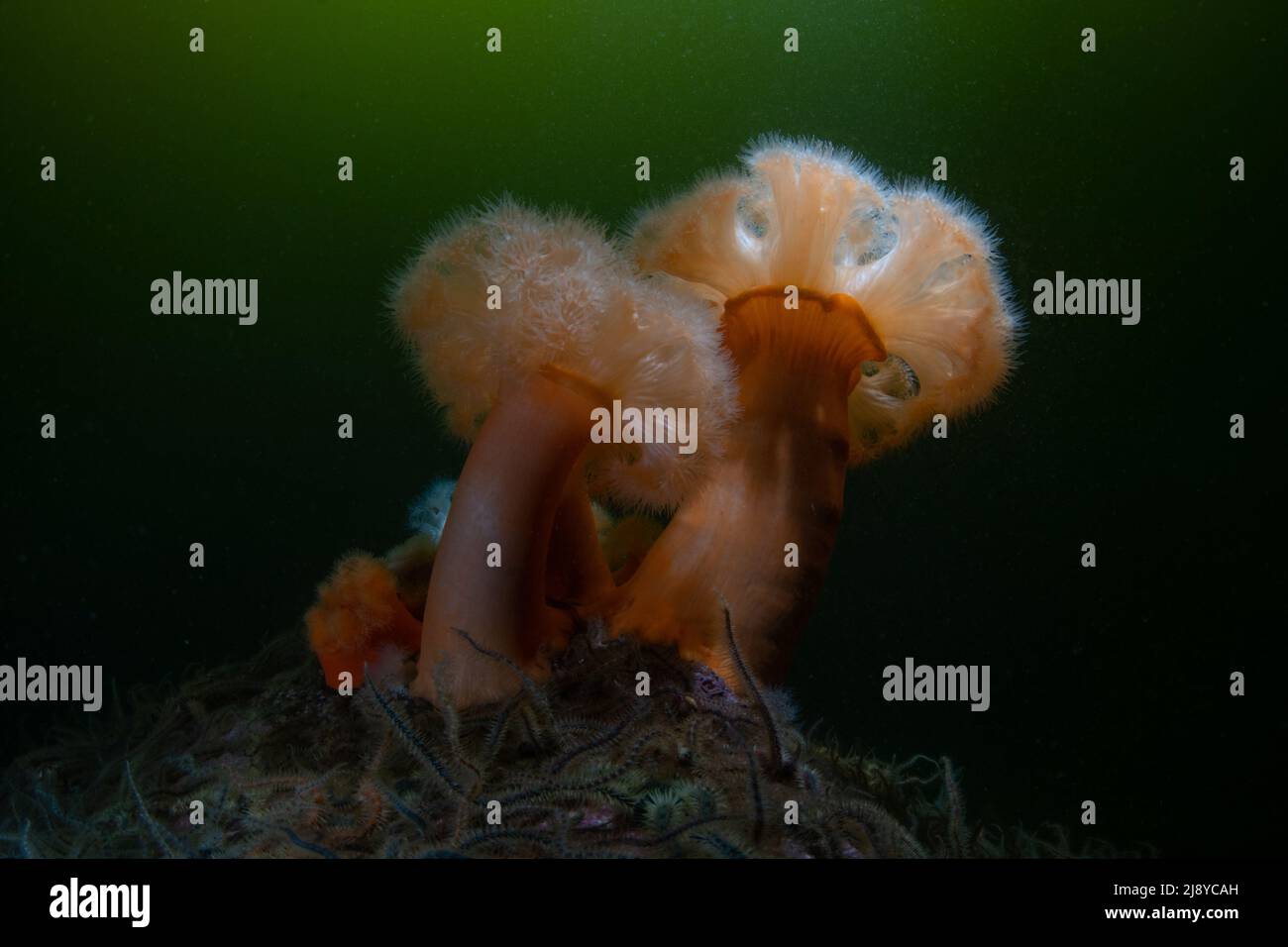 Deux grands anémones plumures (métridium sénile) sur une roche recouverte de brittlestar (ophiothrix fragilis) avec éclairage tamisé et phytoplankto vert doux Banque D'Images