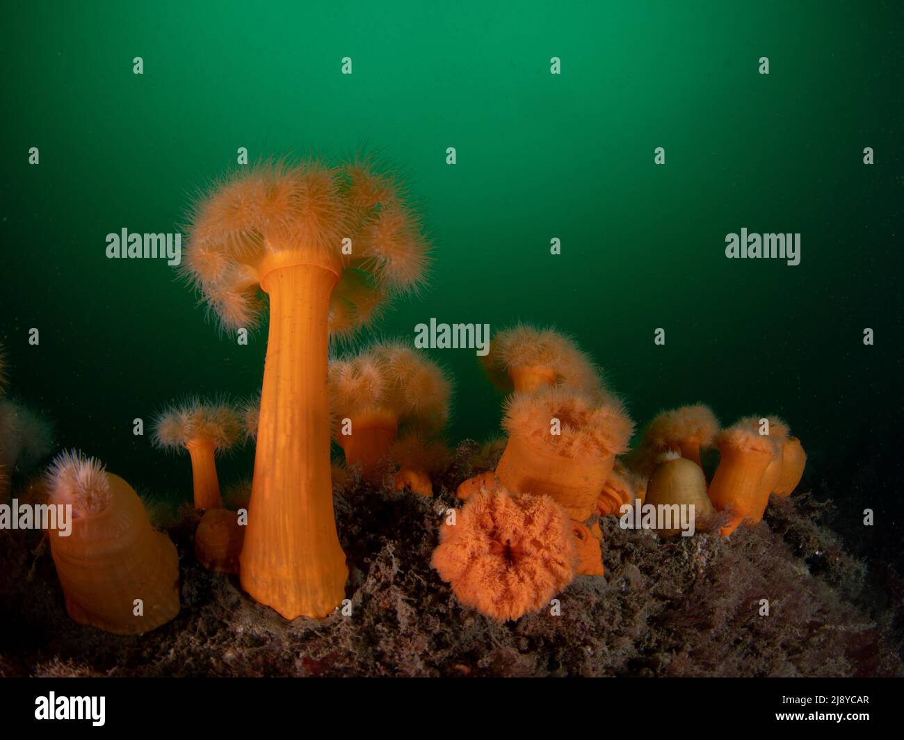 Orange vif Plulose Anemone's (métridium sénile) sur fond d'eaux riches en phytoplancton vert dans l'ouest de l'Écosse. Banque D'Images