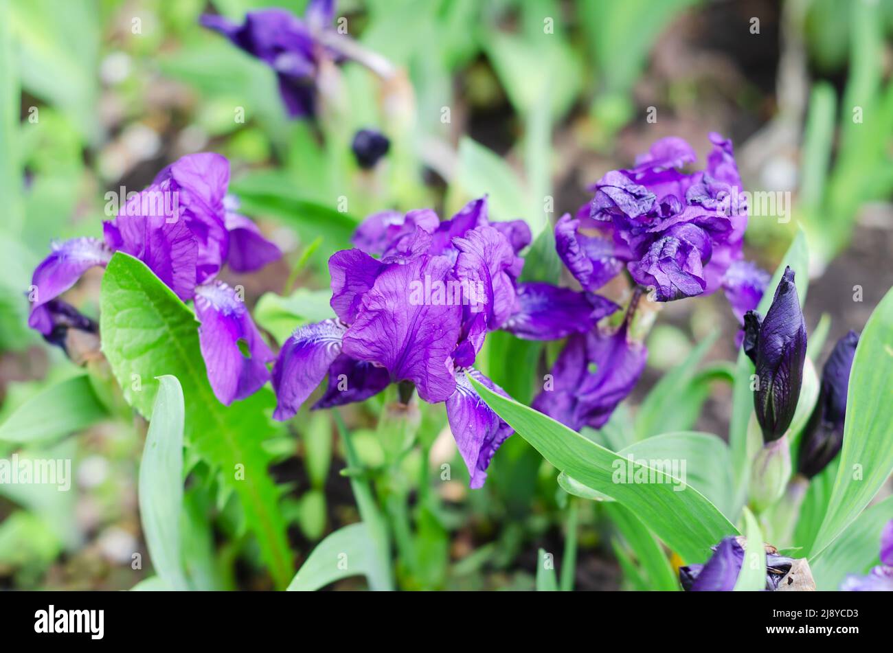 Fleurs de forêt d'un iris pourpre stupéfait sur un fond vert non focalisé naturel. Mise au point sélective Banque D'Images