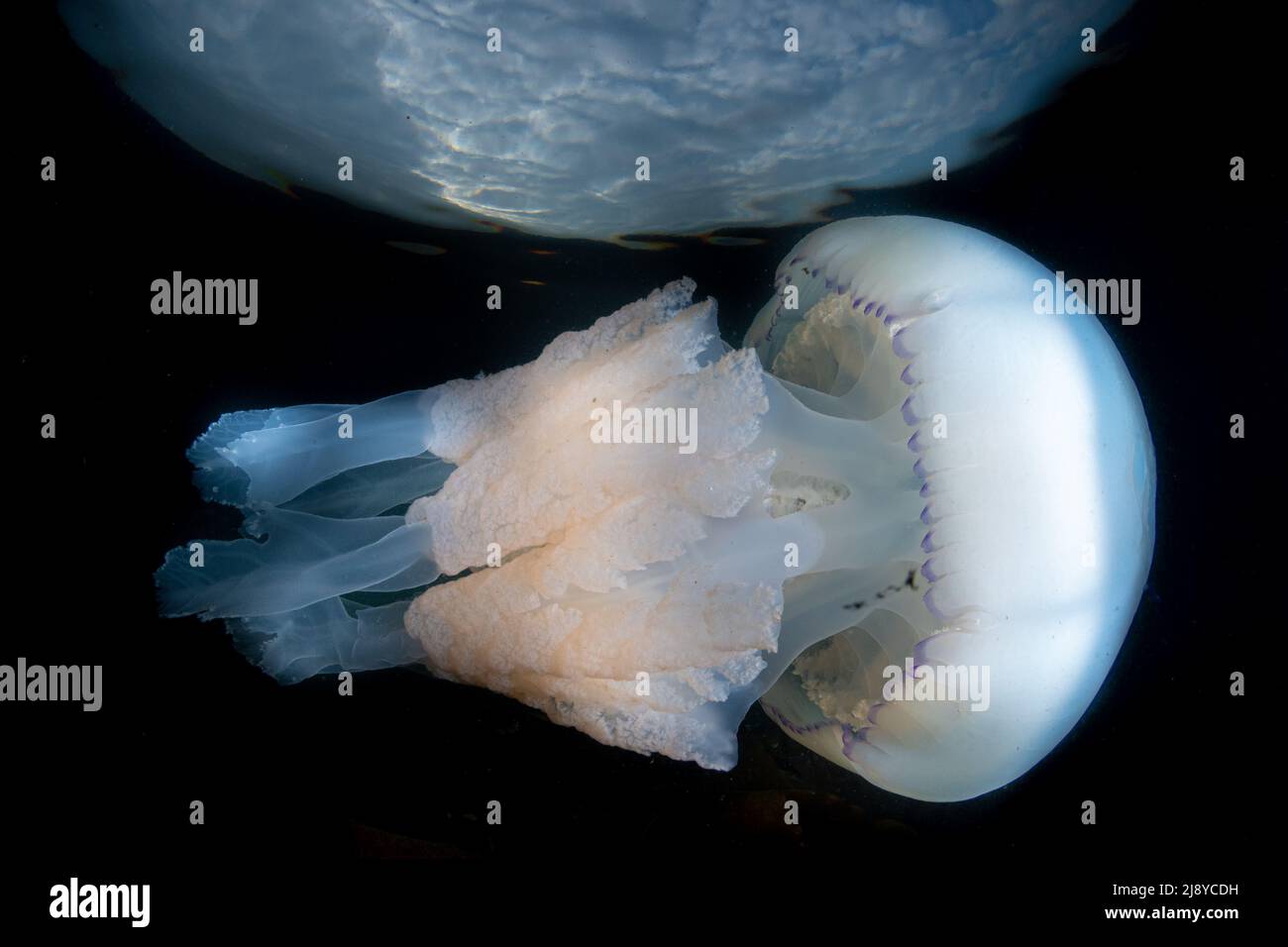 Méduses à canon (rhizostoma pulmo) filmées sous l'eau en regardant à travers 'la fenêtre de 'nells' vers les nuages au-dessus. Ayrshire, Écosse. Banque D'Images