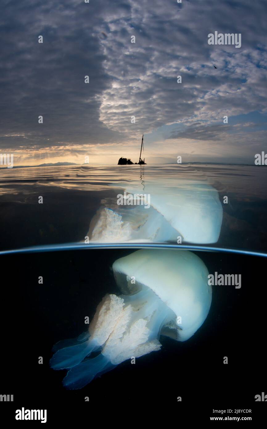 Coupe d'un gros méduse à canon (Rhizostoma pulmo) avec l'épave du petit bateau à vapeur Kaffir en arrière-plan. Un ciel nuageux avec du tex Banque D'Images