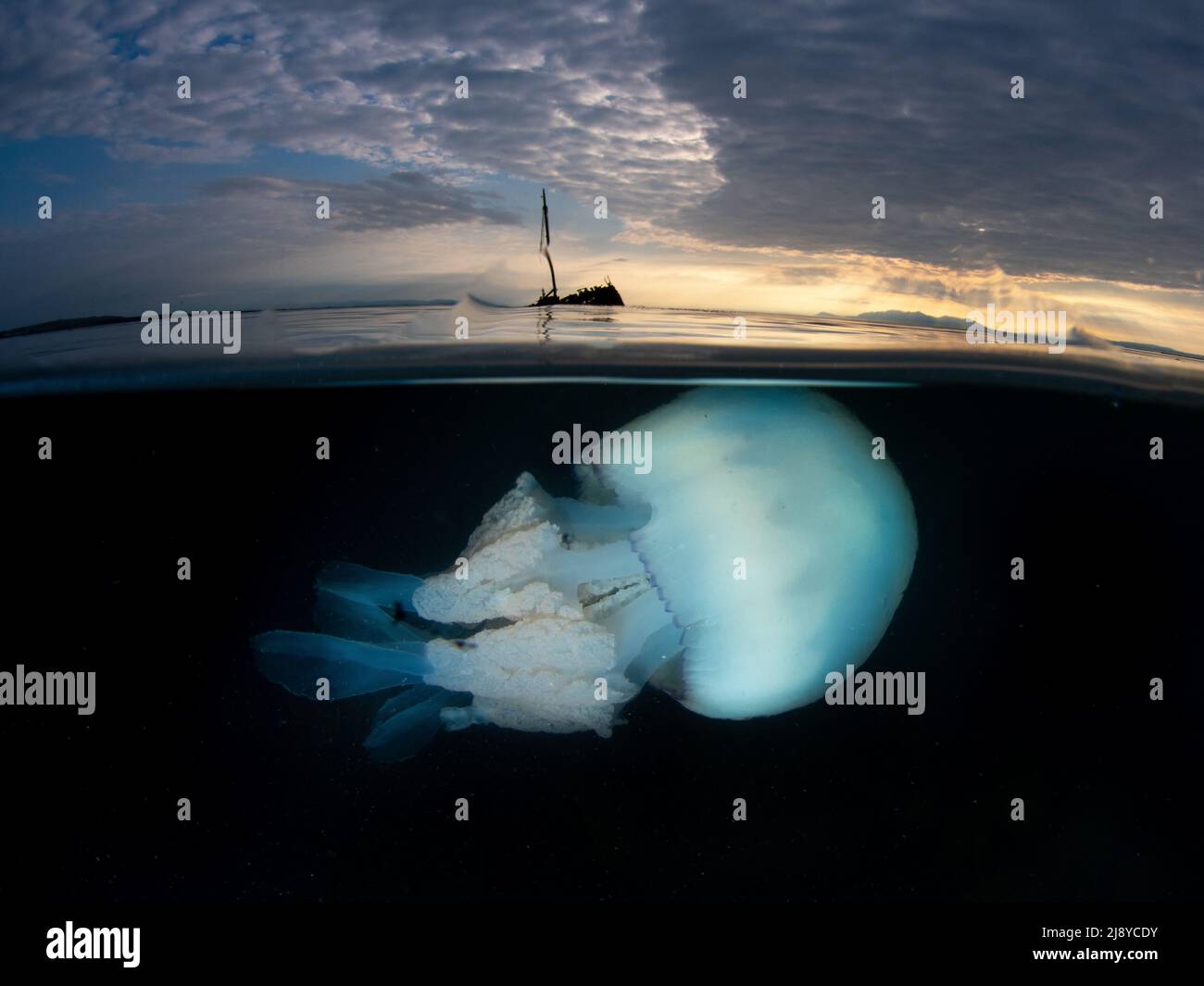 Coupe d'un gros méduse à canon (Rhizostoma pulmo) avec l'épave du petit bateau à vapeur Kaffir en arrière-plan. Un ciel nuageux avec du tex Banque D'Images