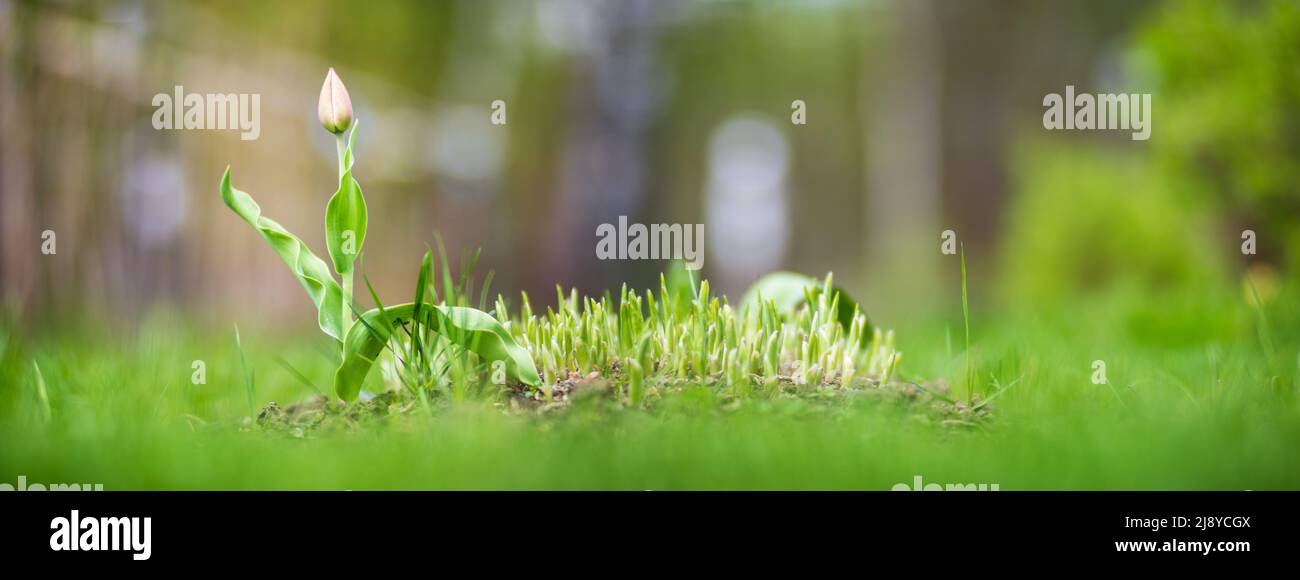 Paysage naturel fort flou fond de jeunes pousses de fleurs dans la campagne qui viennent d'être germées dans le sol. Banque D'Images