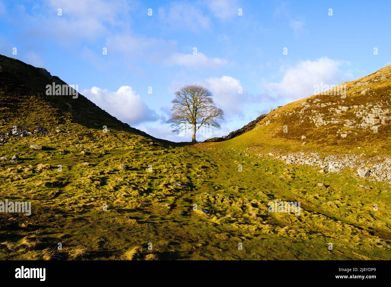 Un arbre de Sycamore dans un creux près du mur d'Hadrien dans le Northumberland, connu sous le nom de Sycamore Gap. Banque D'Images