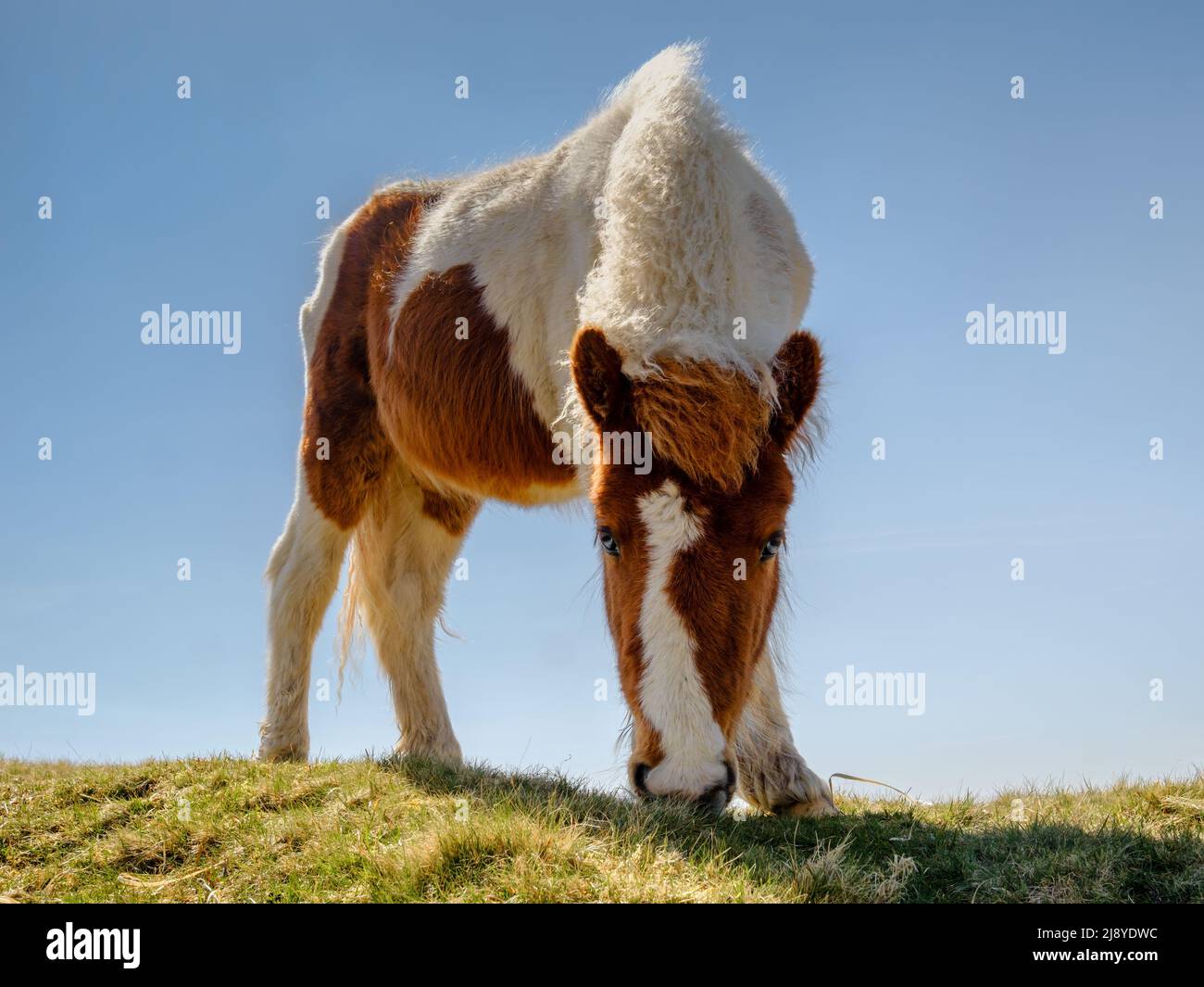 L'une des nombreuses races de poney sauvages vivant sur les landes à travers le parc national de Dartmoor, Royaume-Uni Banque D'Images