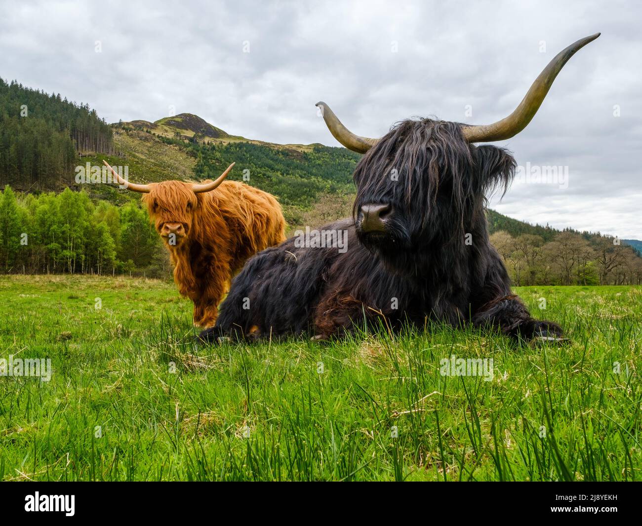 Une paire de vaches des Highlands à Glen Nevis près de fort William, Scottich Highlands. Banque D'Images