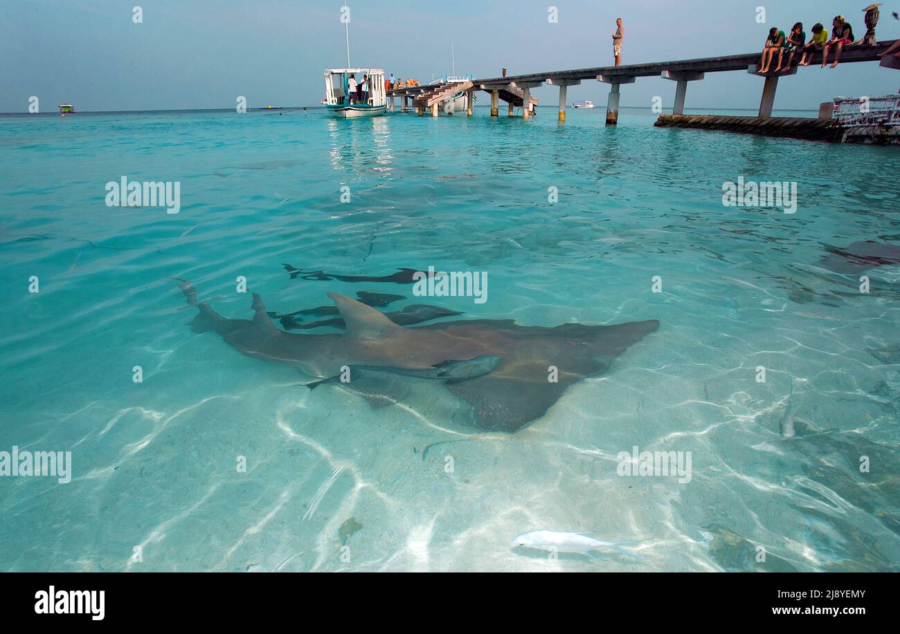 Observation touristique Stingray se nourrissant à la plage de Reethi Beach, Common Guitarfish (Rhynchobatus djiddensis), Reethi Beach, Baa-Atoll, Maldives Banque D'Images