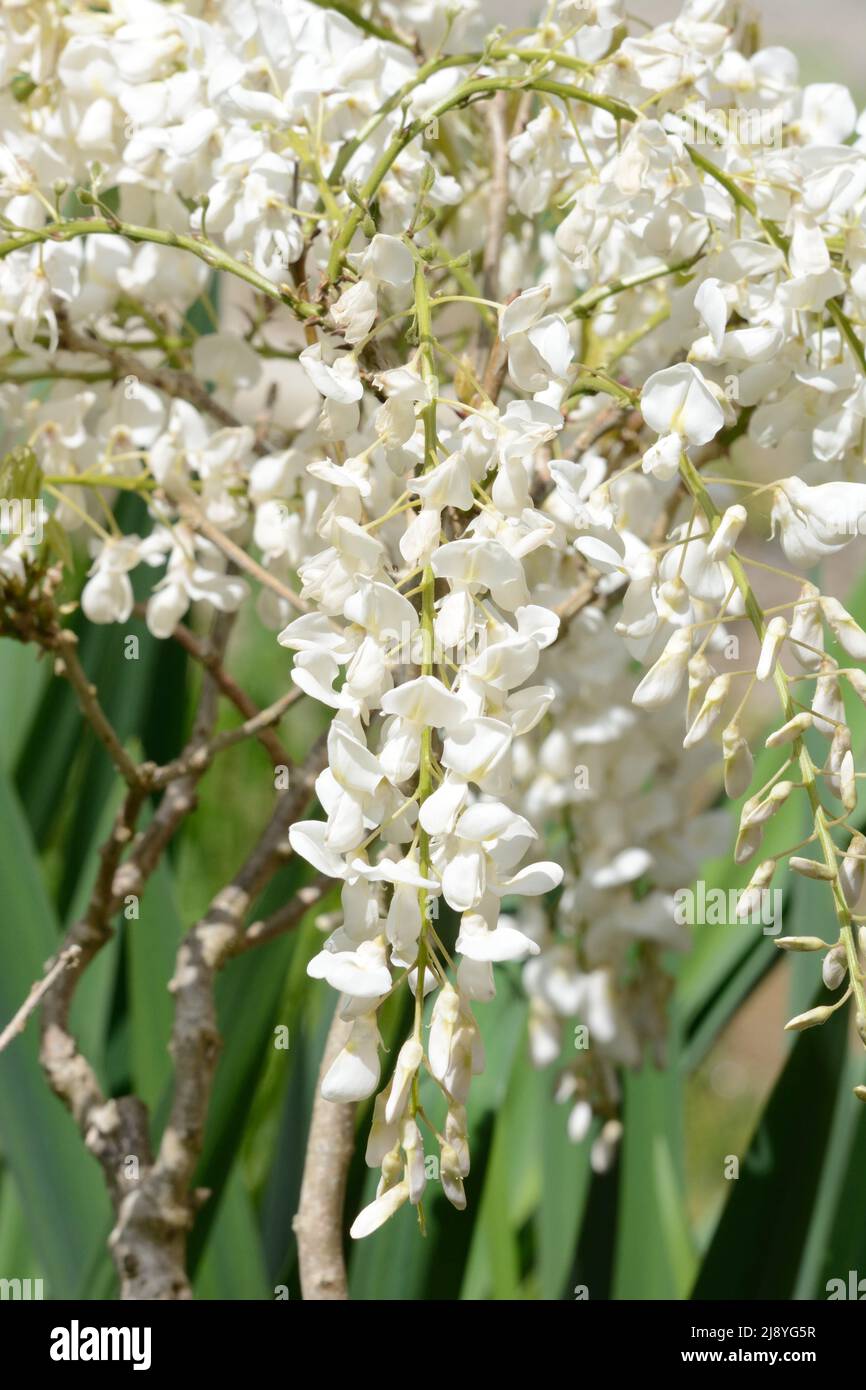 Wisteria sinensis Alba grimpeur boisé avec ratons laveurs de pois parfumés comme des fleurs au printemps Banque D'Images