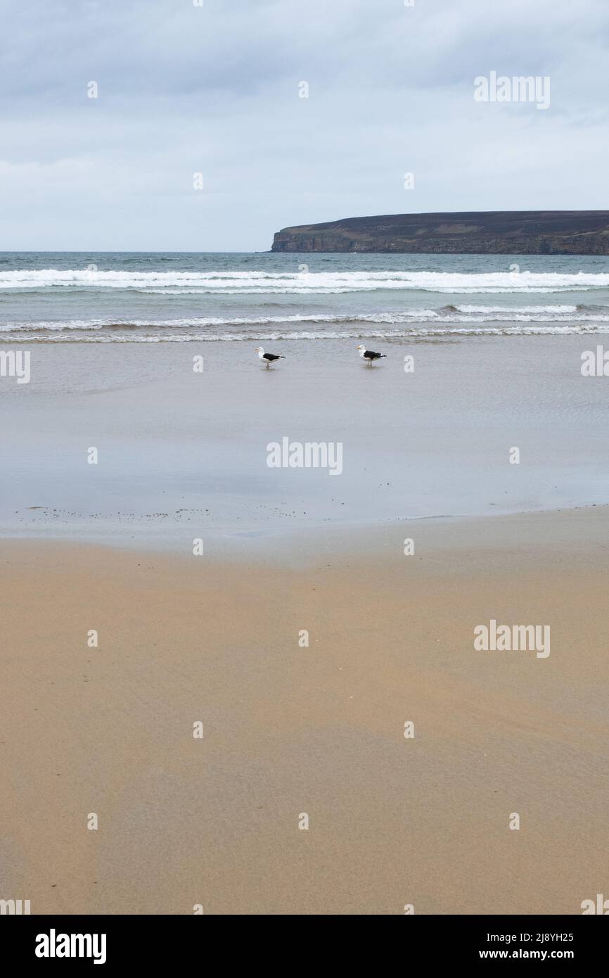Deux goélands se tenant sur une plage vide de Dunnet au bord de la mer à Dunnet Bay, Caithness, Écosse, Royaume-Uni Banque D'Images