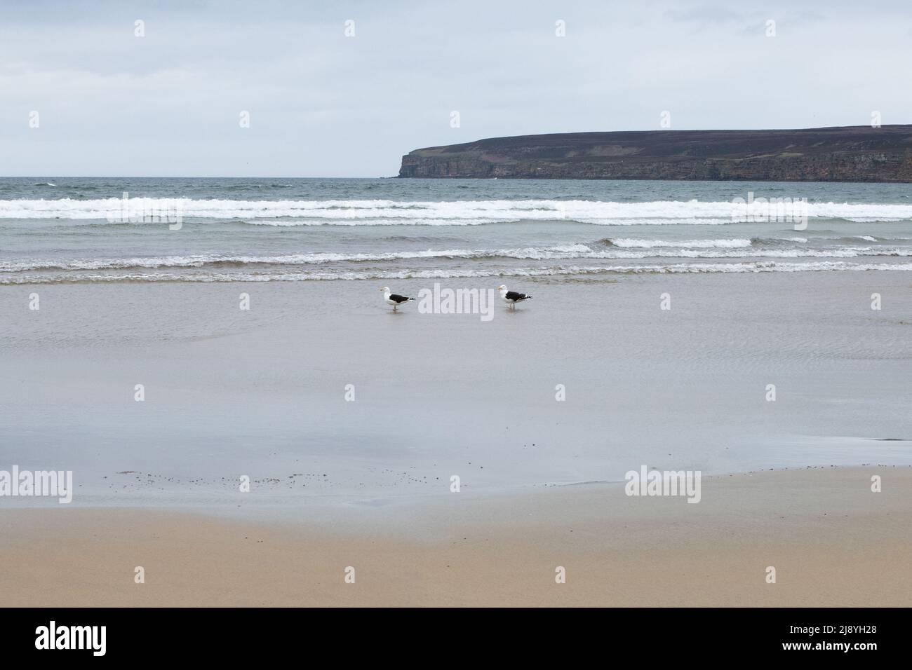 Deux goélands se tenant sur une plage vide de Dunnet au bord de la mer à Dunnet Bay, Caithness, Écosse, Royaume-Uni Banque D'Images