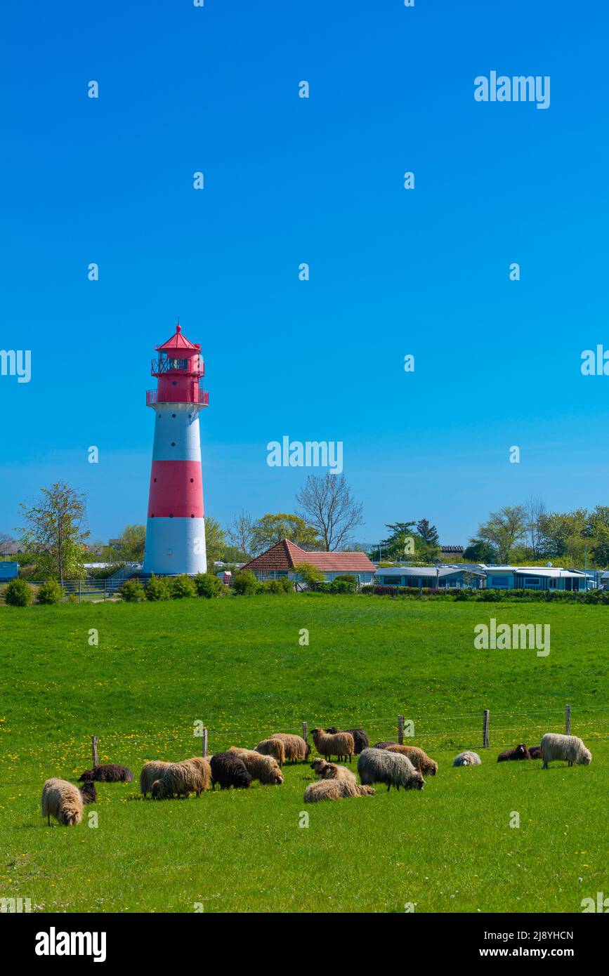 Mouton au bord de la mer Banque de photographies et d’images à haute résolution Alamy