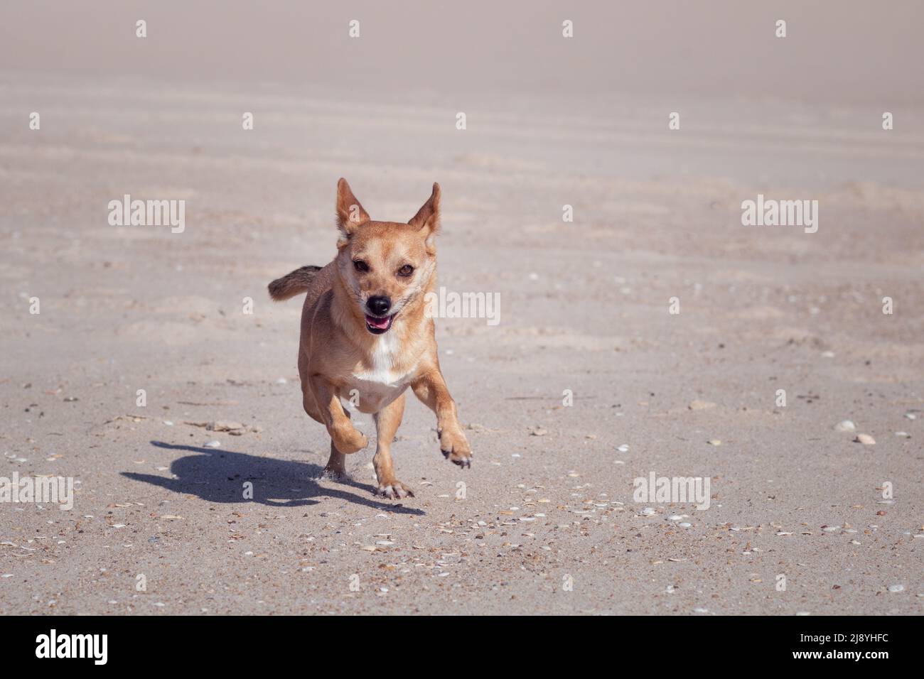 Un petit chien de race mixte brun clair qui court librement sur le sable à une plage vide. Photographie de thème d'animal avec espace vide pour le texte Banque D'Images