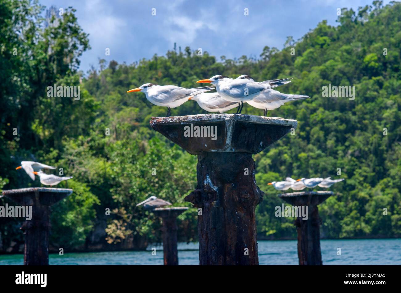 Royal Tern (Sterna maxima) qui fait des roosting sur un quai abandonné, le parc national de Los Haitises surnommé la baie d'Halong des Caraïbes. Mangroves, une riche avant-scène tropicale Banque D'Images