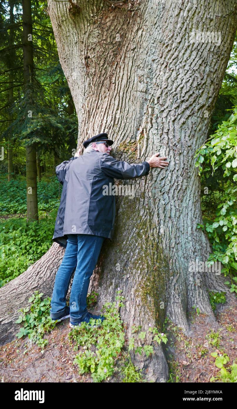 Homme âgé embrassant un chêne géant dans un vieux bois à Oldenburg, Allemagne (Eversten Holz). L'histoire de ce bois remonte au 12th siècle Banque D'Images