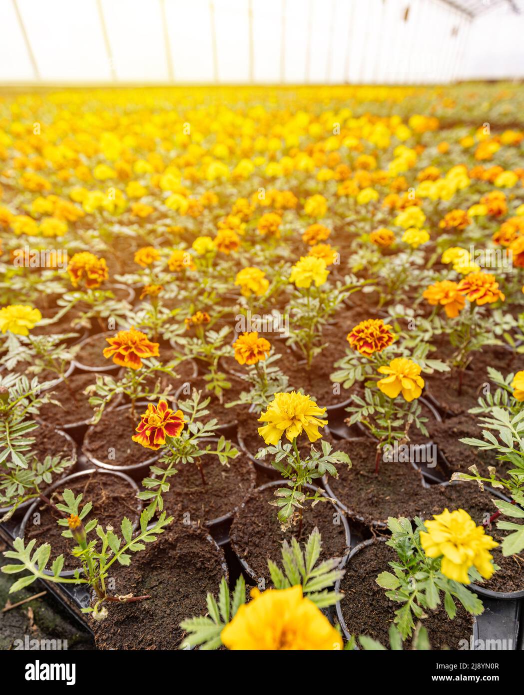 Tagetes dans la pépinière. Les marigolds orange et jaune fleurissent dans une serre prête à la vente Banque D'Images