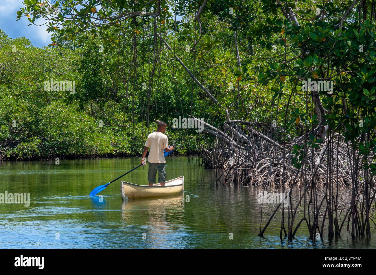 Forêt tropicale, mangroves. Écotourisme. Parc national de Los Haitises, Sabana de la Mar, République dominicaine. Le parc national de Los Haitises est un parc national lo Banque D'Images